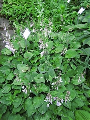Hosta Gold Drop