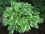 Hosta decorata