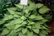 Hosta fortunei