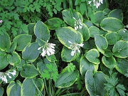 Hosta sieboldiana Frances Williams