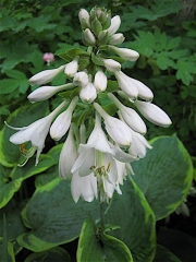 Hosta sieboldiana Frances Williams