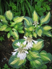 Hosta sieboldii Great Expectations