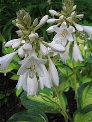 Hosta sieboldii Great Expectations