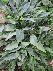 Hosta tardiana Blue Blush