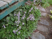 Hosta Allan p McConnell in bloom