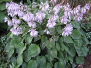 Hosta Blue Cadet in bloom