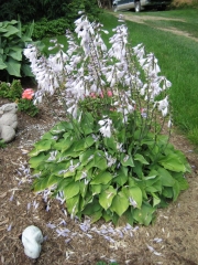 Hosta Blue Cadet in full sun