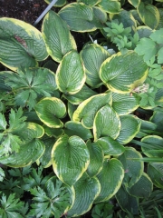 Hosta Frances Williams