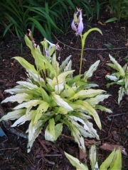 Hosta Kabitan