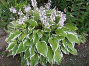 Hosta Thomas Hogg