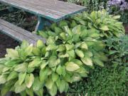 Hosta picnic table