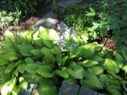 Hosta picnic table