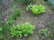 Hosta unfolding
