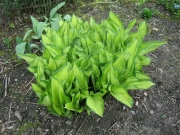 Hosta unfolding