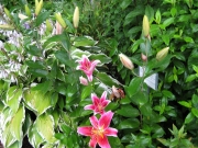 Lilium Stargazer hostas