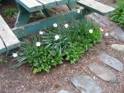 Narcissus Hosta picnic table