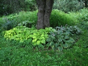 Hostas around apple