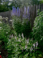 garden vignette along the fence