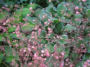 garden vignette coralbells