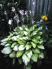 un-named hosta in bloom
