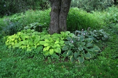 Hostas around apple