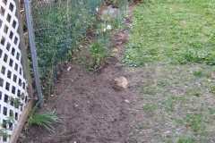 after weeding