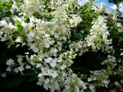 Hydrangea paniculata tardiva