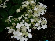 Hydrangea paniculata tardiva