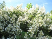 Hydranges paniculata 'tardiva' flower panicles