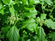 climbing hydrangea in bud