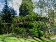 pergola climbing hydrangea