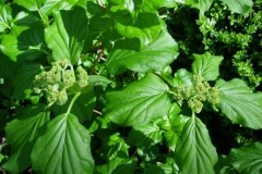 climbing hydrangea in bud