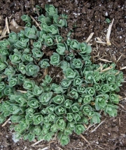 Hylotelephium spectabile 'Autumn Joy', young foliage