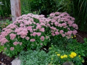 Hylotelephium spectabile 'Autumn Joy'