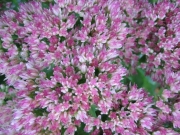 Hylotelephium spectabile 'Autumn Joy', closeup