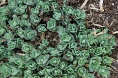 Hylotelephium spectabile 'Autumn Joy', young foliage