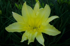 Hemerocallis 'Hyperion'