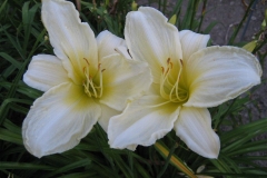 Hemerocallis 'Ice Carnival'