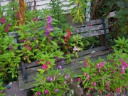 Impatiens balsamena and bench