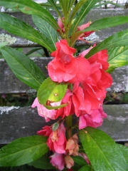 Impatiens balsamena orange closeup