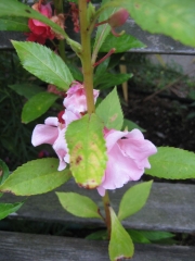 Impatiens balsamena pale pink
