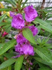 Impatiens balsamena lavender/purple closeup