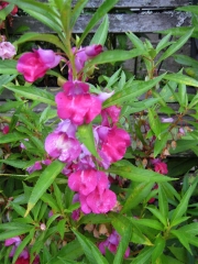 Impatiens balsamena bright pink closeup