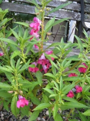 Impatiens balsamena cherry red