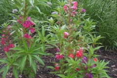 Impatiens balsamena and broad leaved chives