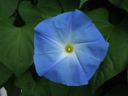 Ipomoea morning glory'Heavenly Blue'