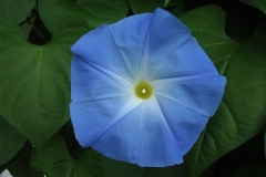 Ipomoea morning glory'Heavenly Blue'