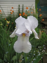 Iris germanica palest pastel blue, looks white from a distance, closeup