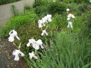 Iris germanica palest pastel blue, looks white from a distance, in full bloom