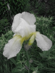 Iris germanica truly white, very large flower